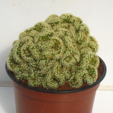 Mammillaria elongata minor